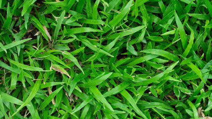grass field background, green grass, green background, green grass texture