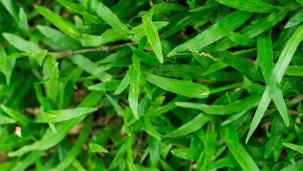 grass field background, green grass, green background, green grass texture