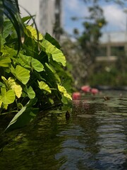 Naklejka premium flowers in the city