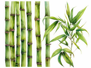 Lush green bamboo shoots reaching upward, strong and straight, detailed in natural growth, isolated on white background, watercolor