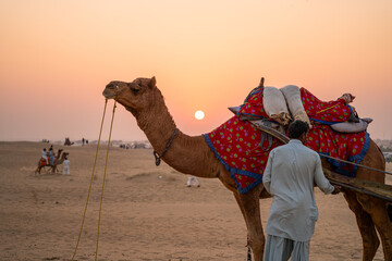 man in traditional kurta pyjama dress standing with camel wearing brightly colored clothes in the...