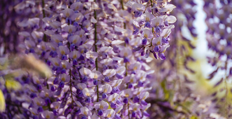 Blooming Wisteria Sinensis with scented classic purple flowersin full bloom in hanging racemes...