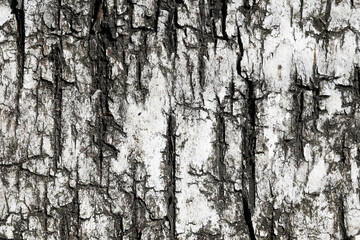 White birch bark texture. Closeup tree skin background. Natural tree bark pattern. Birch bark is used as fire starter in survival.	 Cracks background.  Natural lines texture.