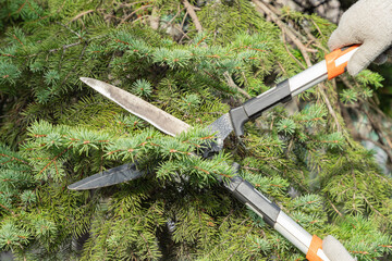 Gardener pruning, spruce, fir tree with hedge shears. Pruning, trimming spruce, fir tree with...