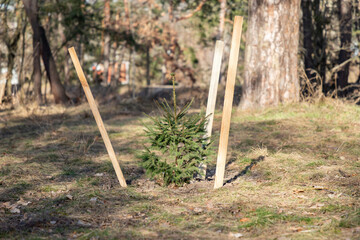 A beautiful small, young fir tree, spruce protected with pegs on a background the old park. Planting young spruces, pine trees in the wood or in the city park. - obrazy, fototapety, plakaty