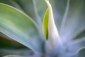 yucca plant, abstract macro closeup close detail, botanical garden gardening environment organic...
