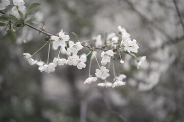 Spring beautiful blooming white cherry, branch on out of focus background, muted cinematic color, season springtime garden. Romantic floral bloom