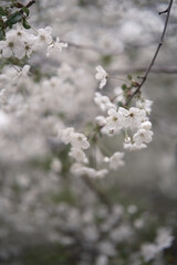 Cherry blossoms are in full bloom. Cherry blossoms in small clusters on a cherry branch, fading to white. Shallow depth of field.
