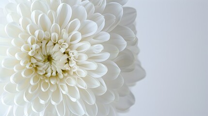 Exquisite Chrysanthemum Bloom in Pristine White Backdrop