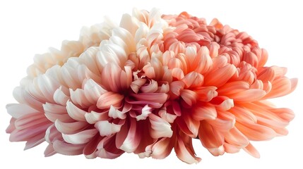 Captivating Chrysanthemum Bloom with Delicate Gradient Petals