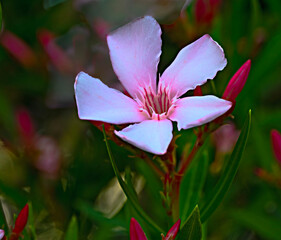 Close up of Nerium oleander