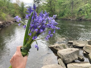 Blumenstrauß in der Hand, einer Frau am Fluss Wupper als Zeichen der Trauer beziehungsweise Flussbestattung - 798696373