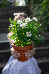 Girl or woman with a pot of white marguerite flowers with petal leaves