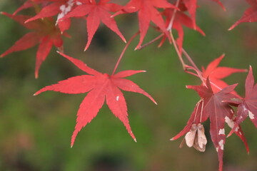 紅葉したもみじの葉のクローズアップ