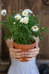 Girl or woman in front of a wooden door with a pot of white marguerite flowers with petal leaves