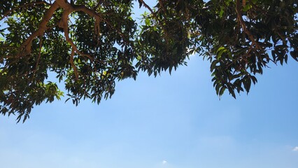 Green tree against blue sky
