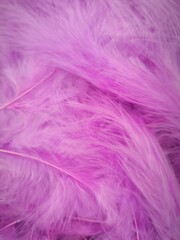 pink bird feathers, feather background