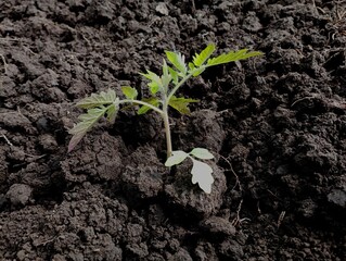 Tomato seedling in black soil. One gardener planted a young tomato in black soil in the garden....