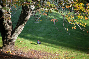 Pukeko standing under an autumn tree in the morning sun. Auckland.