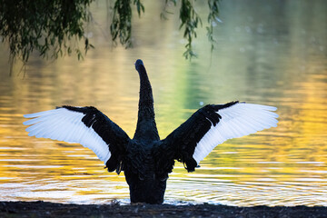 A black swan splashing with wings wide open. Autumn leaf colour reflected in the water. Western Springs Park. Auckland.