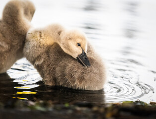 Close-up image of a black swan cygnet preening its fine feathers.