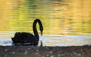 Black swan swimming in the lake. Autumn leaf colour reflected in the water. Auckland.