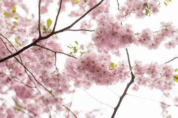 Obraz premium Spring background of blossom cherry flowers closeup