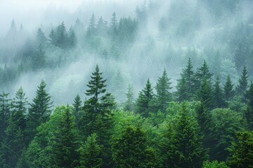 Misty morning in a mountain fir forest with dew-covered trees