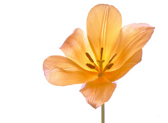 tulip flowers bloomed in spring in the field