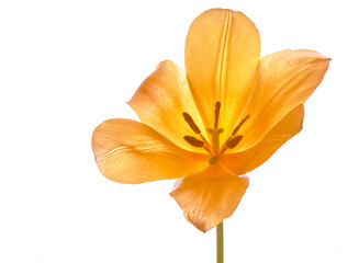 tulip flowers bloomed in spring in the field
