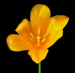 Fototapeta premium tulip flowers bloomed in spring in the field