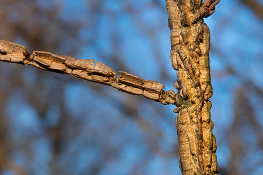 Cork growths cover the branches of the elm tree (Ulmus suberosa Moench, Ulmus minor, Ulmaceae)