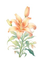 A watercolor painting of a lily with peach-colored petals and green leaves.