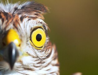 Sparrow-hawk