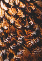 plumage background