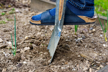 High angle view of spade gardening tool with male sandal at vegetable bed of home garden at Swiss...