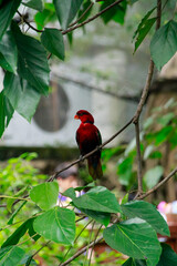 Close-up of a Red lory, wild bird, standing on the tree branch. Bird watching in the public park. Animal concept.