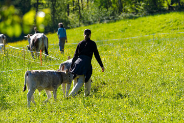 Woman at cooperative farm guiding herd of breed Rätisches Grauvieh to meadow on a sunny spring...