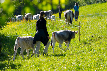 Woman at cooperative farm guiding herd of breed Rätisches Grauvieh to meadow on a sunny spring...