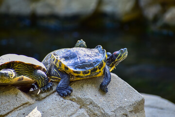 Close-up of Red-eared slider sunbathing on the rocks in the pool. Tortoise in the public park with water. Wild animals and nature scene.