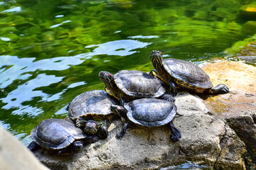 Fototapeta premium Close-up of Red-eared slider sunbathing on the rocks in the pool. Tortoise in the public park with water. Wild animals and nature scene.