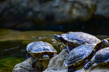 Close-up of Red-eared slider sunbathing on the rocks in the pool. Tortoise in the public park with...