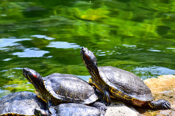 Close-up of Red-eared slider sunbathing on the rocks in the pool. Tortoise in the public park with...