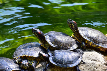 Close-up of Red-eared slider sunbathing on the rocks in the pool. Tortoise in the public park with water. Wild animals and nature scene.
