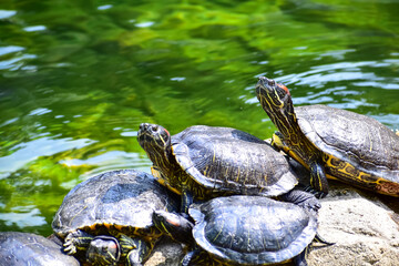 Obraz premium Close-up of Red-eared slider sunbathing on the rocks in the pool. Tortoise in the public park with water. Wild animals and nature scene.