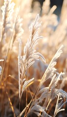 Close-up of white fluffy grass, covered with morning frost, sparkling in the gentle sunlight.