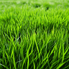 Obraz premium close up green grass texture background view,Close up image of fresh spring green grass. Green grass background, texture, top view,generate ai 