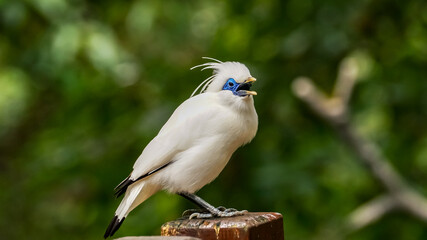 The close up of a Bali myna, a white bird in the park. Animal and nature scene.