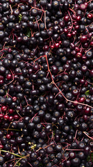 A flat lay composition of an elderberry field, highlighting the dark, rich hues and textured clusters of elderberries in their natural environment.
 - obrazy, fototapety, plakaty