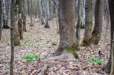 footpath in the woods